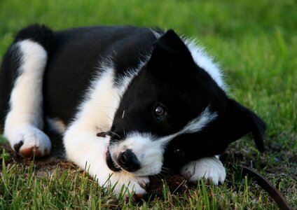 Black and white puppy karelian bear dog