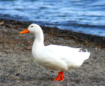 Goose birds white