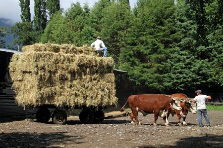 Farmer agriculture farm