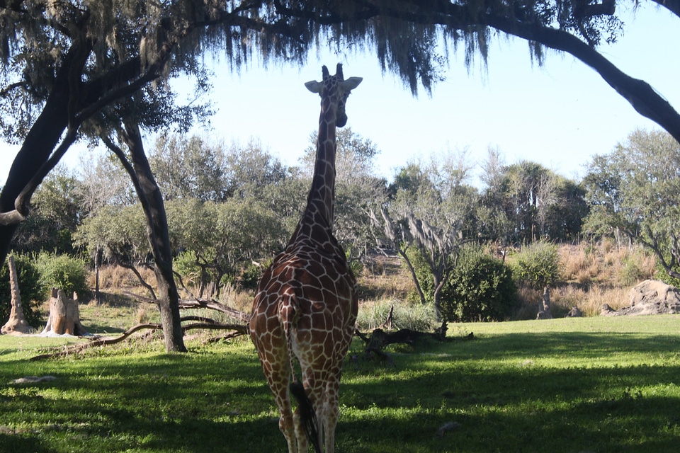 Wildlife african africa