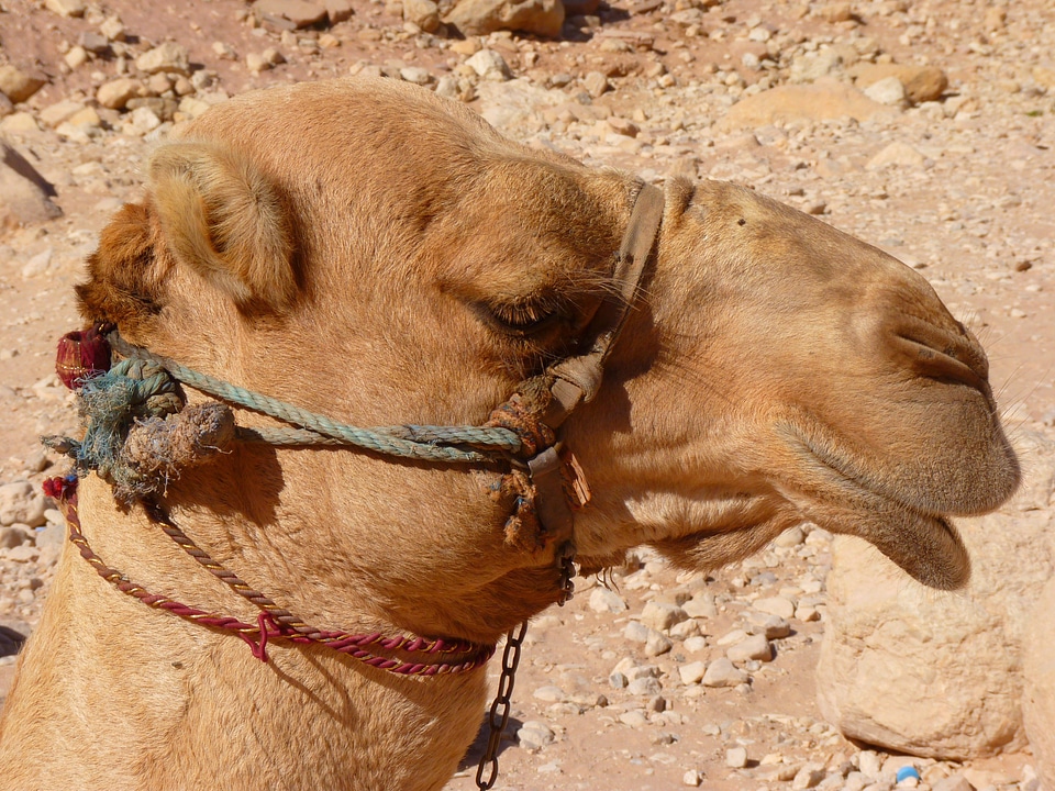 Travel middle east camel