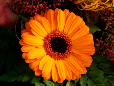 Gerbera orange flower cut flower photo