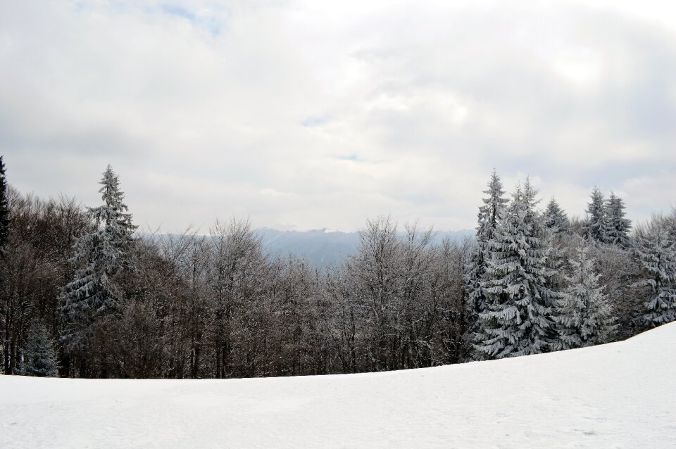 Wonderland forest cold