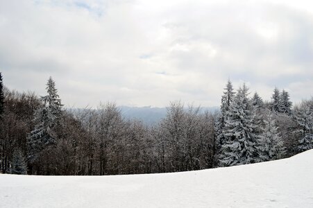 Wonderland forest cold photo