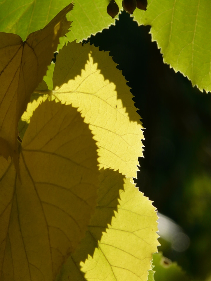 Edge smart leaf margin