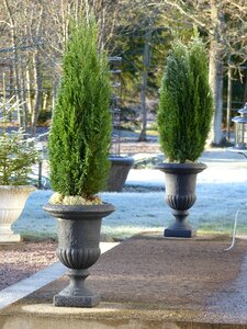 Frost garden winter