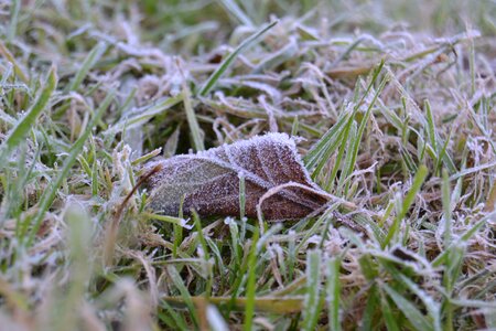Frost icing grass