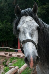 Horse mold andalusian