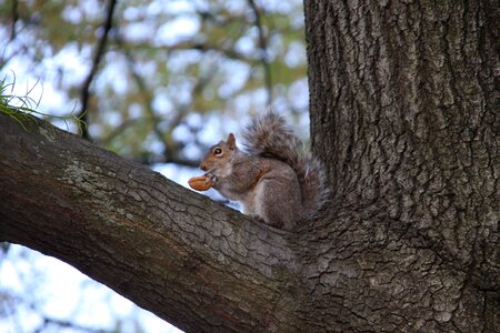 Tree squirrel central park