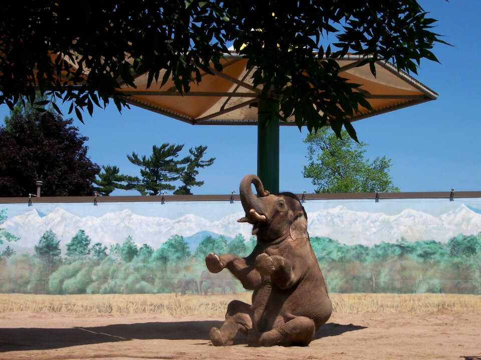 Animal zoo animals