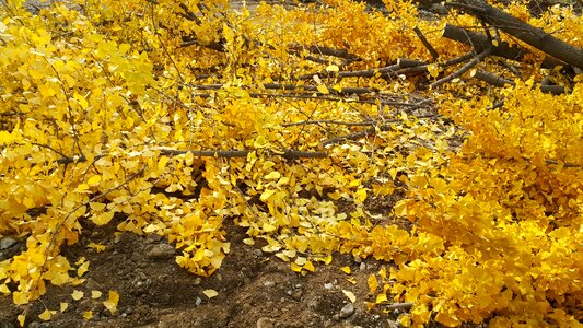 Autumn forsythia leaf