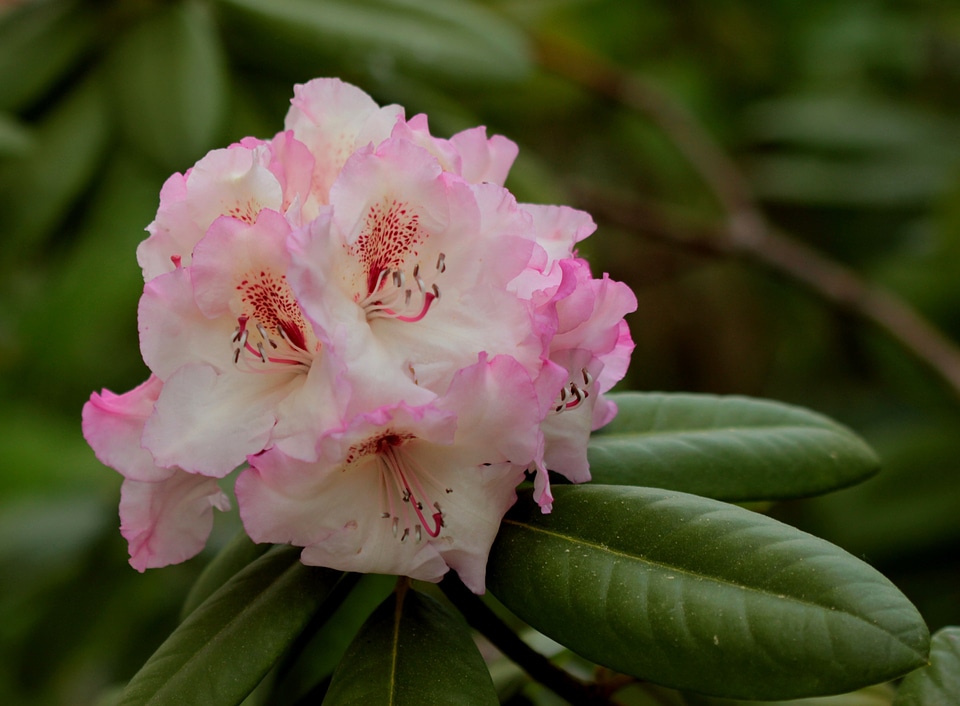 Rhododendron double flower tender