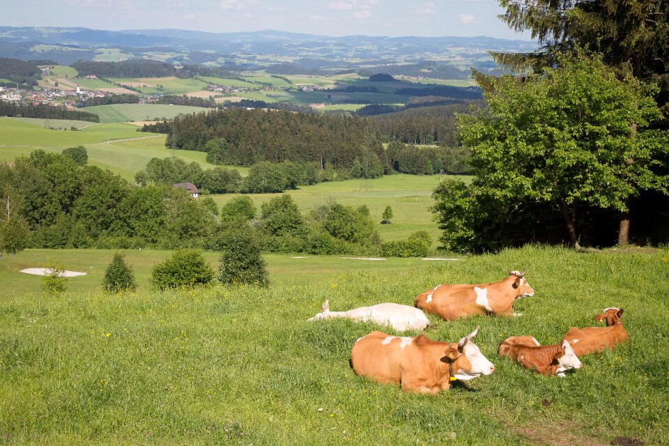 Landscape mühlenviertel mountain meadows