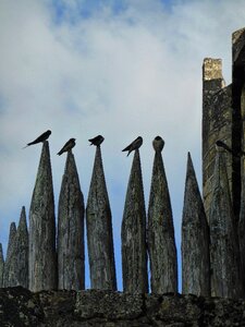 Finches regular safe