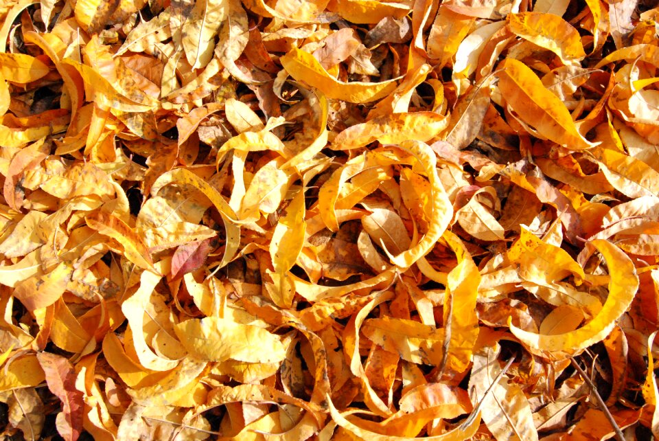 Autumn leaves orchard nature
