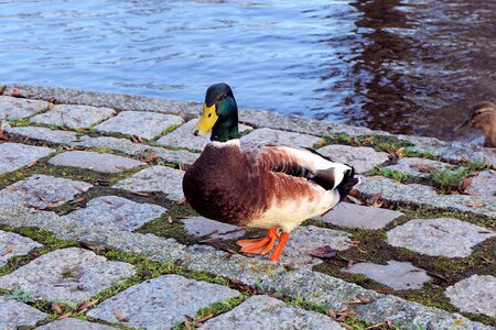 Poultry bird water bird