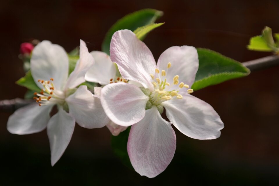 Apple tree pink close