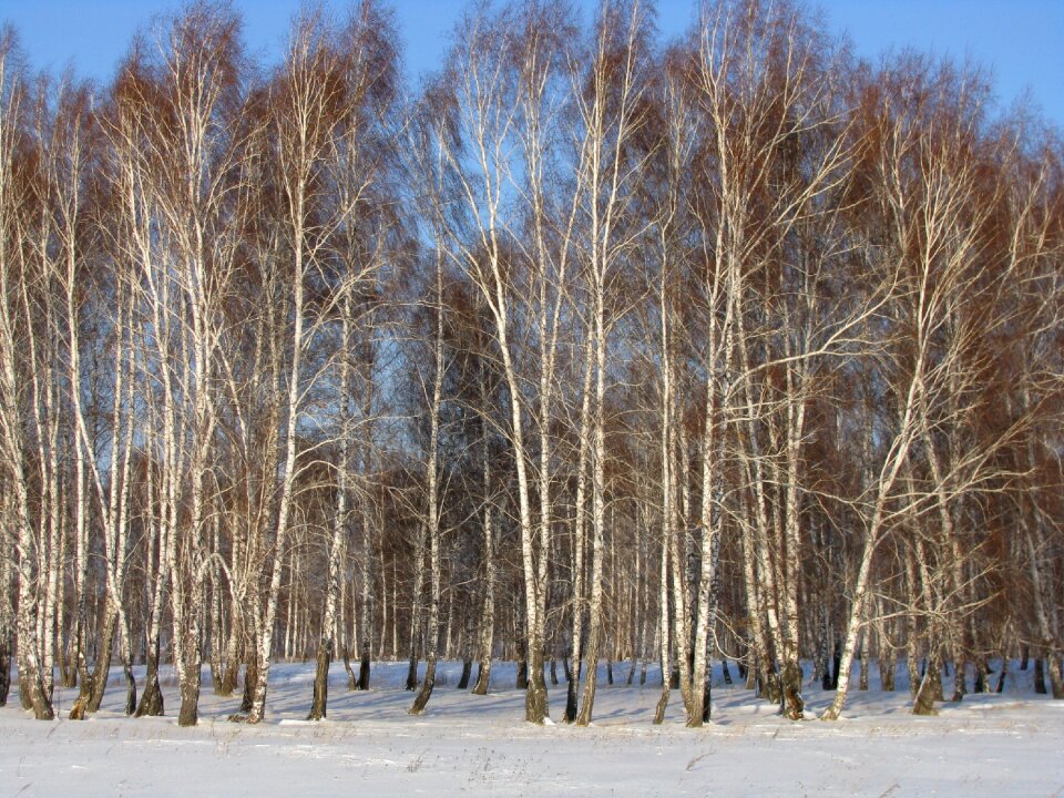 Forest winter birch