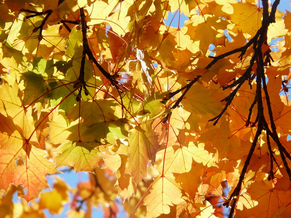 Orange red maple photo