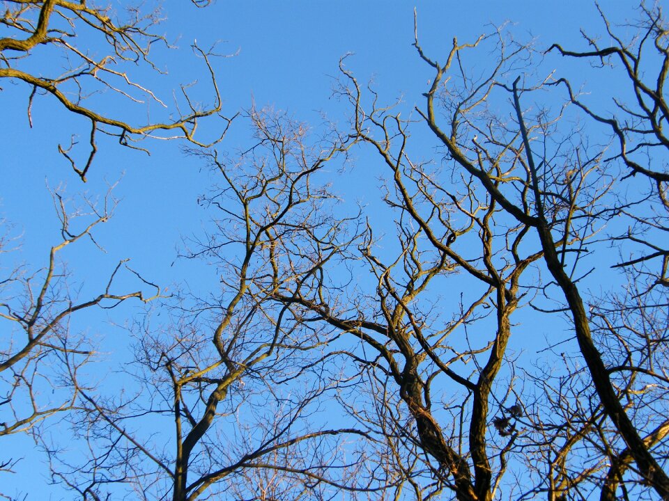 Treetops blue sky blue