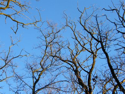 Treetops blue sky blue photo