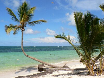 Coconut sea holiday