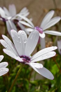 Daisy flowers spring