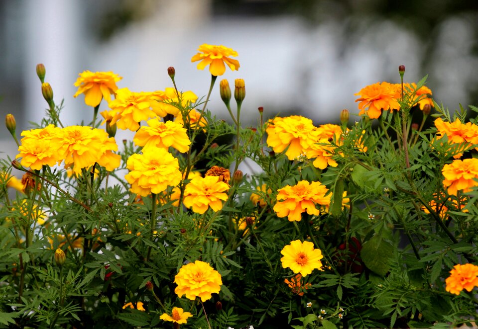 A yellow flower flower summer flowers