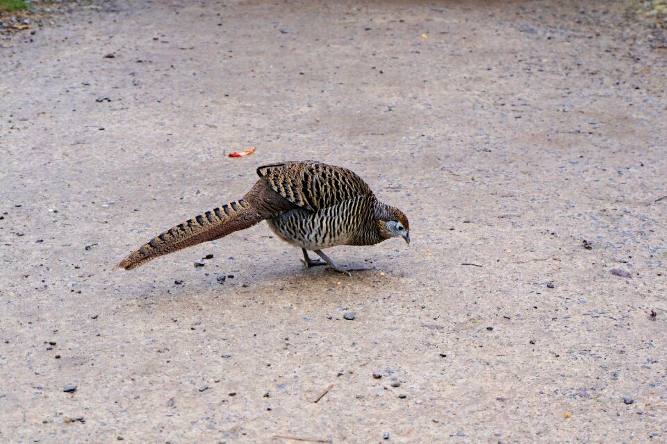 Bird galliformes plumage