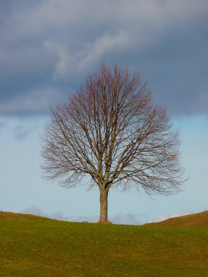 Meadow sky still life