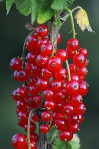 Fruit berries red currant