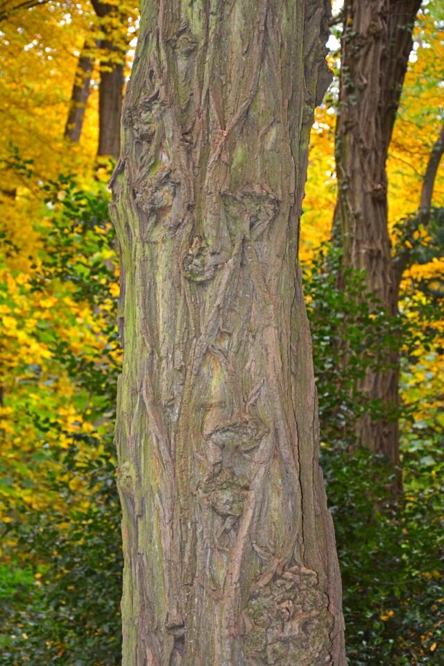 Autumn mood bark tribe
