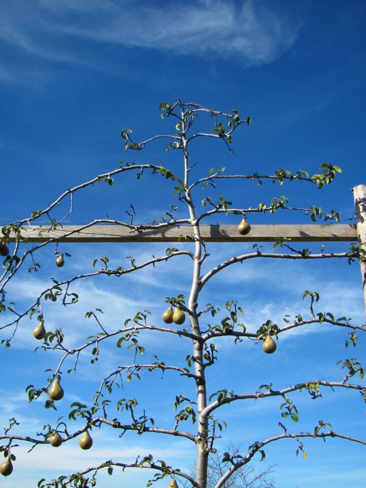 Fruits pear nature