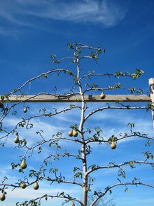 Fruits pear nature