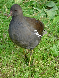 Gallinula chloropus rail bird young bird