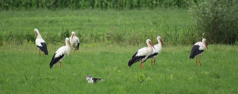 Storks cat polder
