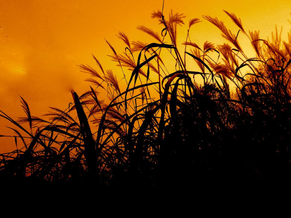 Blades of grass sunset meadow grass