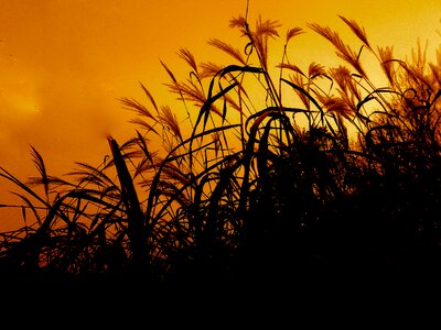 Blades of grass sunset meadow grass photo