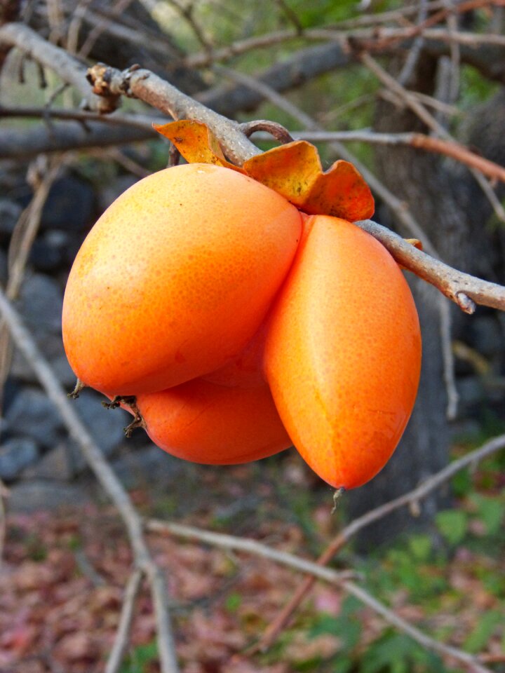 Curiously fruit threesome