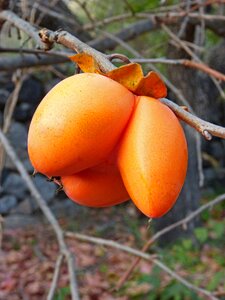 Curiously fruit threesome
