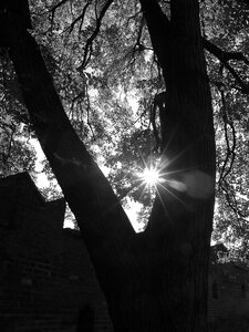 Tree sun sunlight