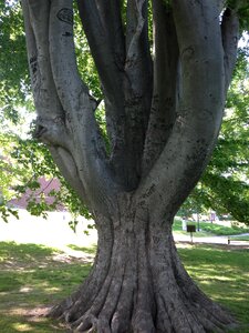 Nature big landscaping