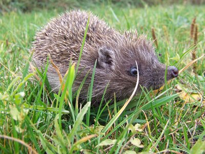 Animal poke grass