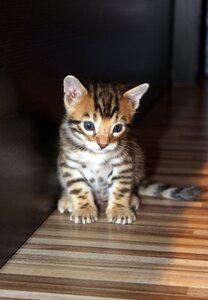 Kitten bengal kitten pet