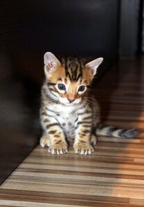 Kitten bengal kitten pet photo