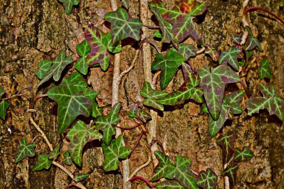 Bark nature tree bark