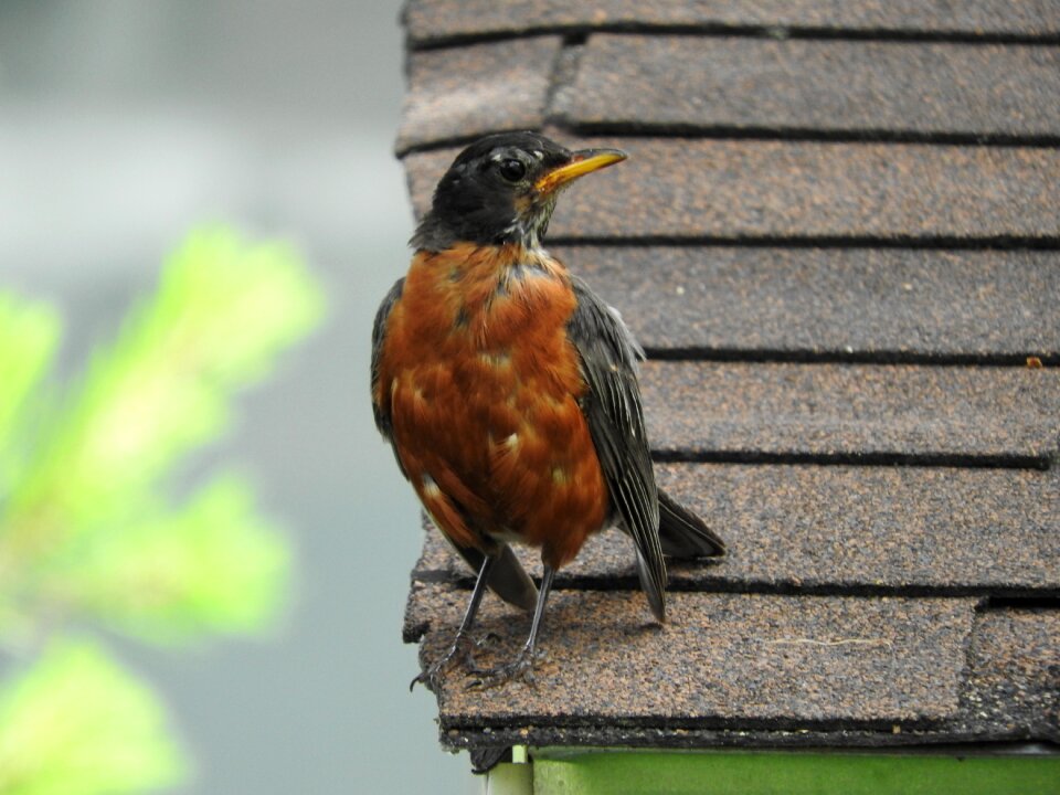 Bird nature animal