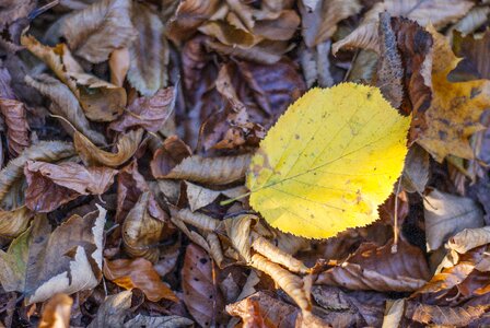 Nature fall foliage foliage photo