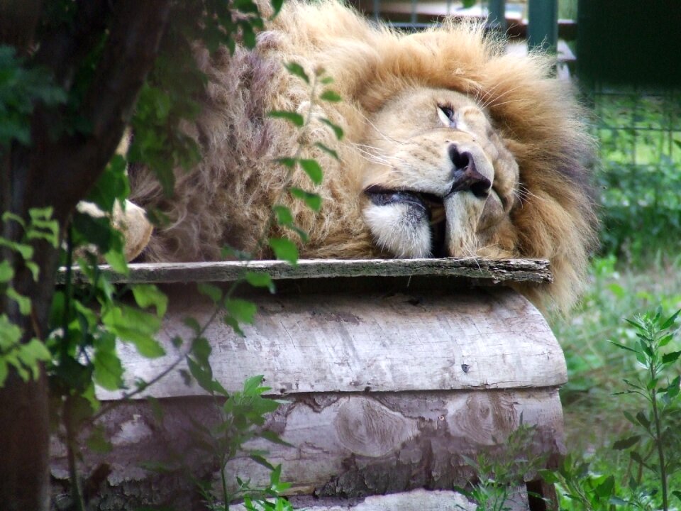 Lie the king animal