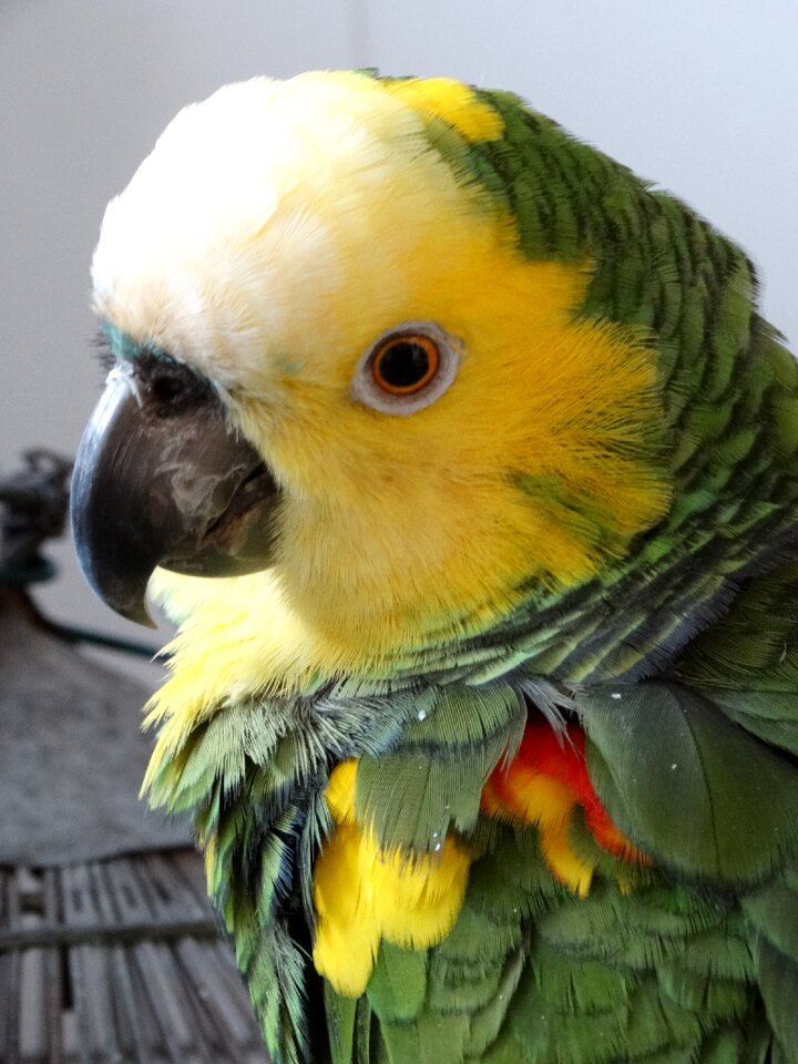 Tropical birds brazilian fauna animals